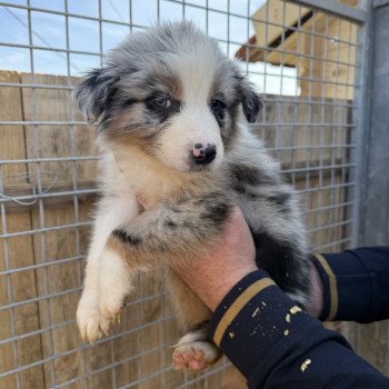 chiot Berger australien Bleu merle Arrow Berger australien des fauminards