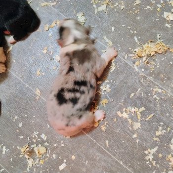 chiot Berger australien Bleu merle Berger australien des fauminards