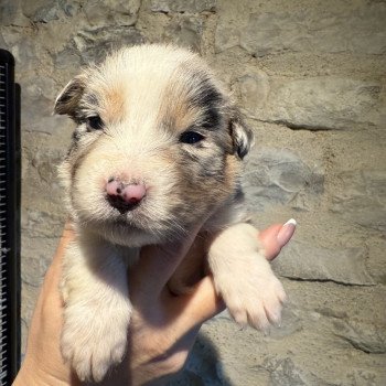 chiot Berger australien Bleu merle Berger australien des fauminards