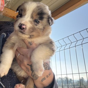 chiot Berger australien Bleu merle Berger australien des fauminards