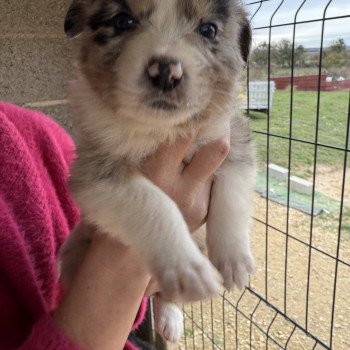 chiot Berger australien Bleu merle Azelia Berger australien des fauminards
