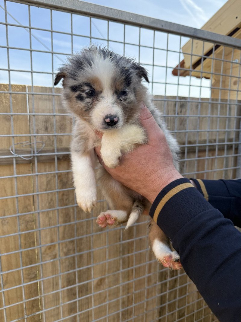 Azelia Femelle Berger australien