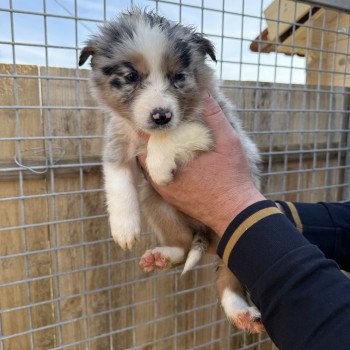 chiot Berger australien Bleu merle Azelia Berger australien des fauminards
