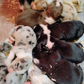 chiot Berger australien Noir tricolore Berger australien des fauminards