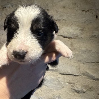 chiot Berger australien Noir tricolore Berger australien des fauminards