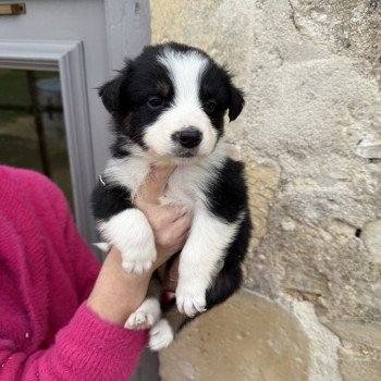 chiot Berger australien Noir tricolore Berger australien des fauminards
