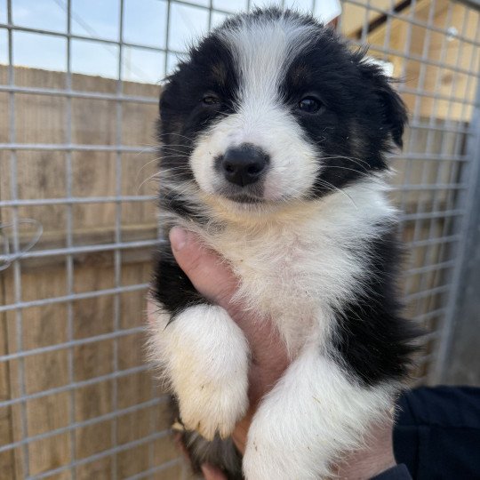 chiot Berger australien Noir tricolore Ariel Berger australien des fauminards