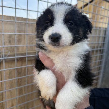 chiot Berger australien Noir tricolore Ariel Berger australien des fauminards