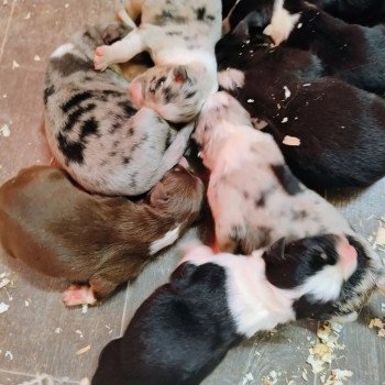 chiot Berger australien Noir tricolore Berger australien des fauminards