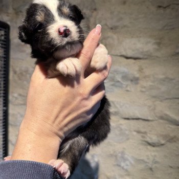 chiot Berger australien Noir tricolore Berger australien des fauminards