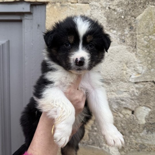 chiot Berger australien Noir tricolore Berger australien des fauminards