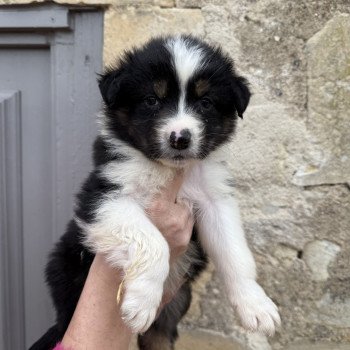 chiot Berger australien Noir tricolore Berger australien des fauminards