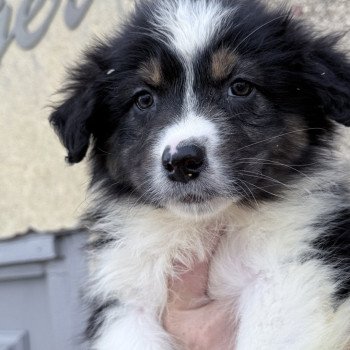 chiot Berger australien Noir tricolore Berger australien des fauminards