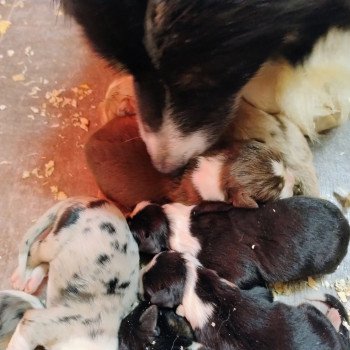 chiot Berger australien Noir tricolore Berger australien des fauminards