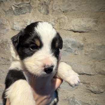 chiot Berger australien Noir tricolore Berger australien des fauminards
