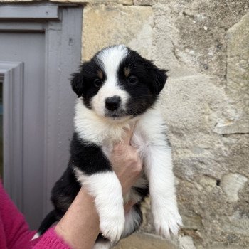 chiot Berger australien Noir tricolore Berger australien des fauminards