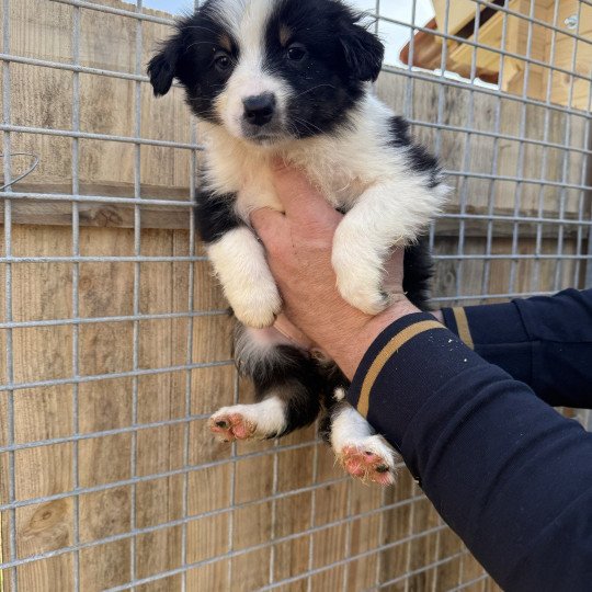 chiot Berger australien Noir tricolore Akira Berger australien des fauminards