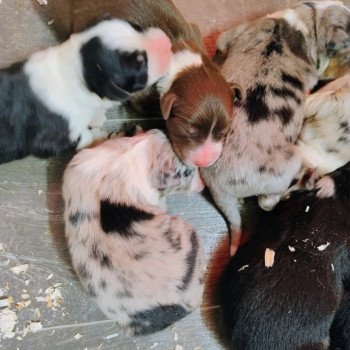 chiot Berger australien Noir tricolore Berger australien des fauminards