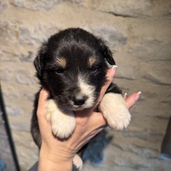 chiot Berger australien Noir tricolore Berger australien des fauminards