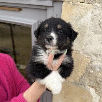 chiot Berger australien Noir tricolore Berger australien des fauminards