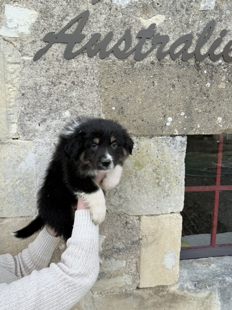 Adès Mâle Berger australien