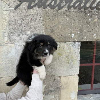 chiot Berger australien Noir tricolore Berger australien des fauminards