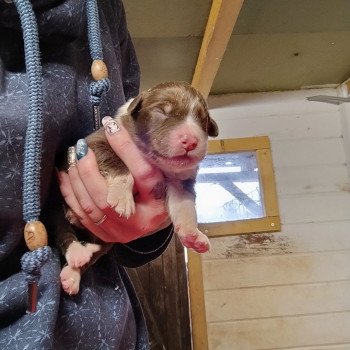 chiot Berger australien Rouge tricolore Berger australien des fauminards