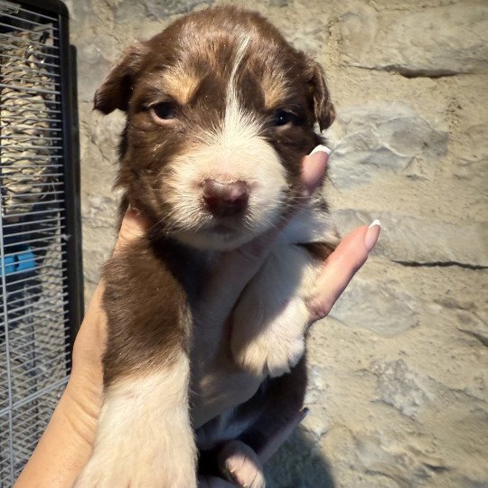 chiot Berger australien Rouge tricolore Berger australien des fauminards