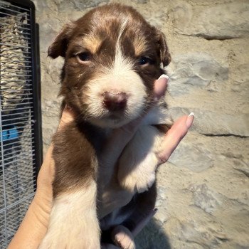 chiot Berger australien Rouge tricolore Berger australien des fauminards