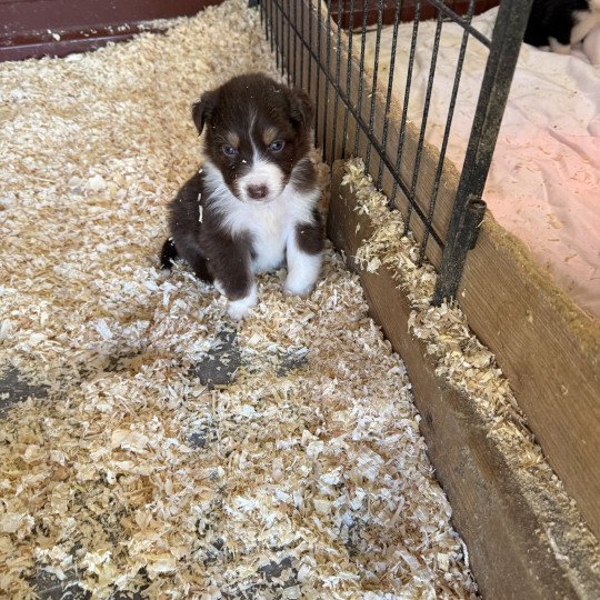 chiot Berger australien Rouge tricolore Athena Berger australien des fauminards