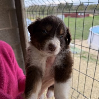 chiot Berger australien Rouge tricolore Athena Berger australien des fauminards