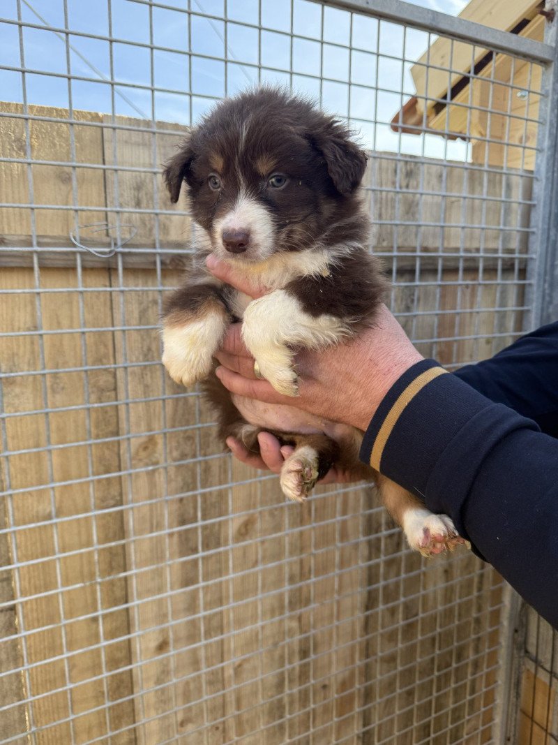 Athena Femelle Berger australien