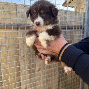 chiot Berger australien Rouge tricolore Athena Berger australien des fauminards