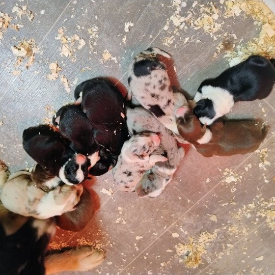 chiot Berger australien Rouge tricolore Berger australien des fauminards