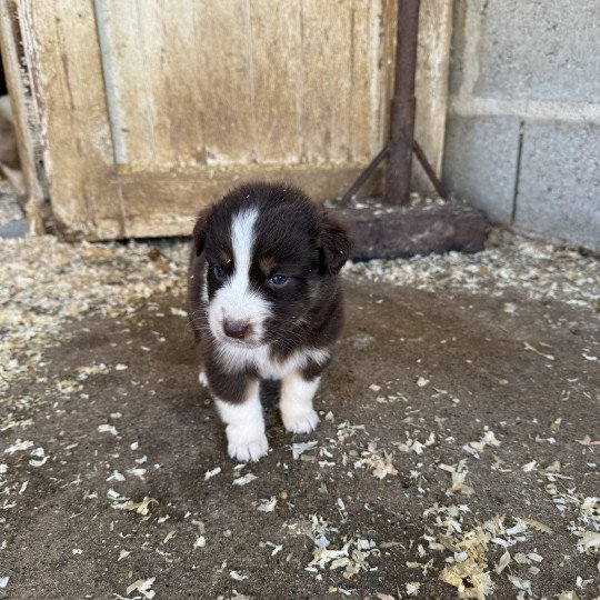 chiot Berger australien Rouge tricolore Athena Berger australien des fauminards