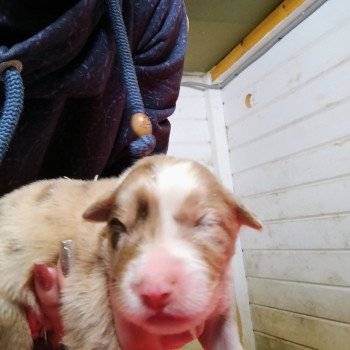 chiot Berger australien Rouge merle Berger australien des fauminards