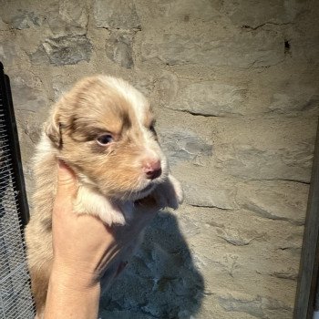 chiot Berger australien Rouge merle Berger australien des fauminards