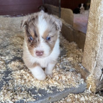 chiot Berger australien Rouge merle Berger australien des fauminards