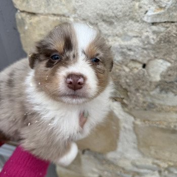 chiot Berger australien Rouge merle Berger australien des fauminards