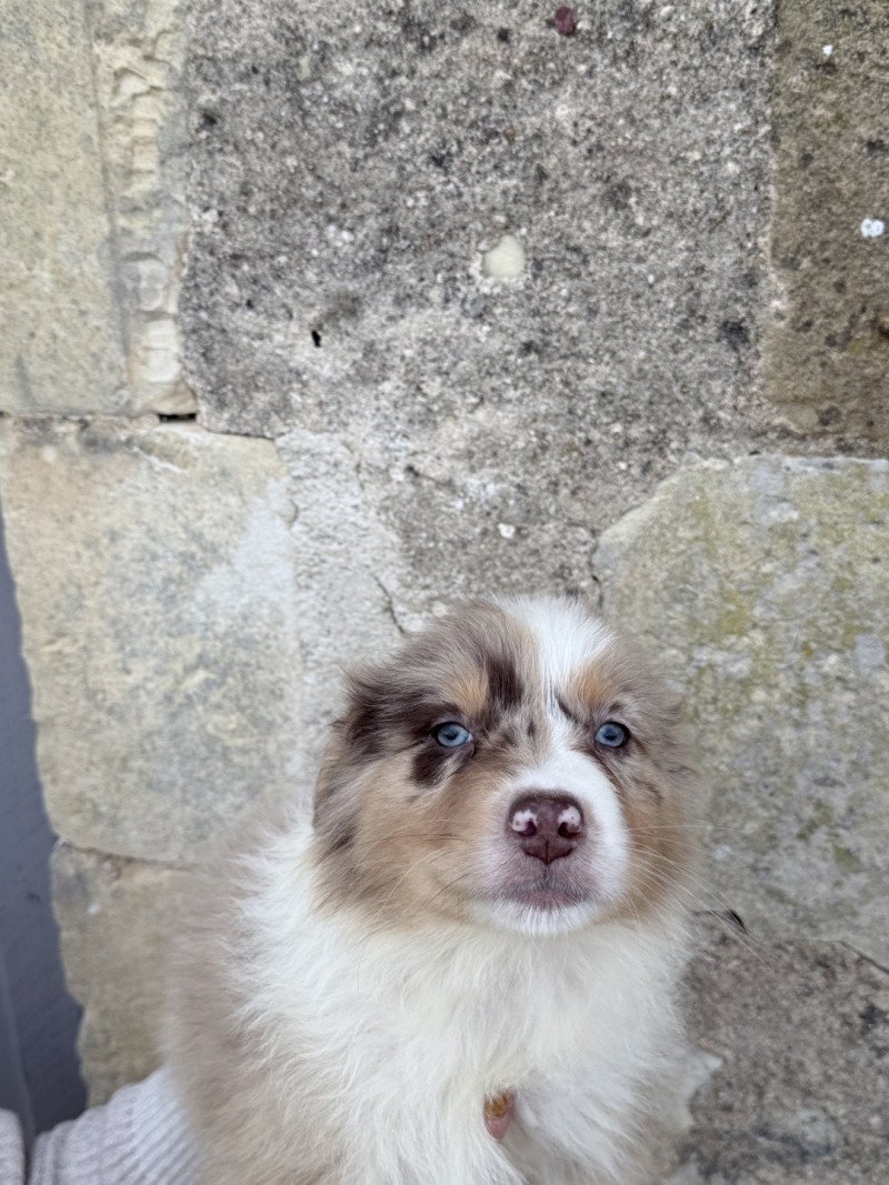 Aribo Mâle Berger australien