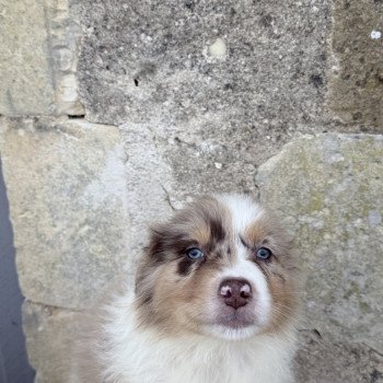 chiot Berger australien Rouge merle Berger australien des fauminards