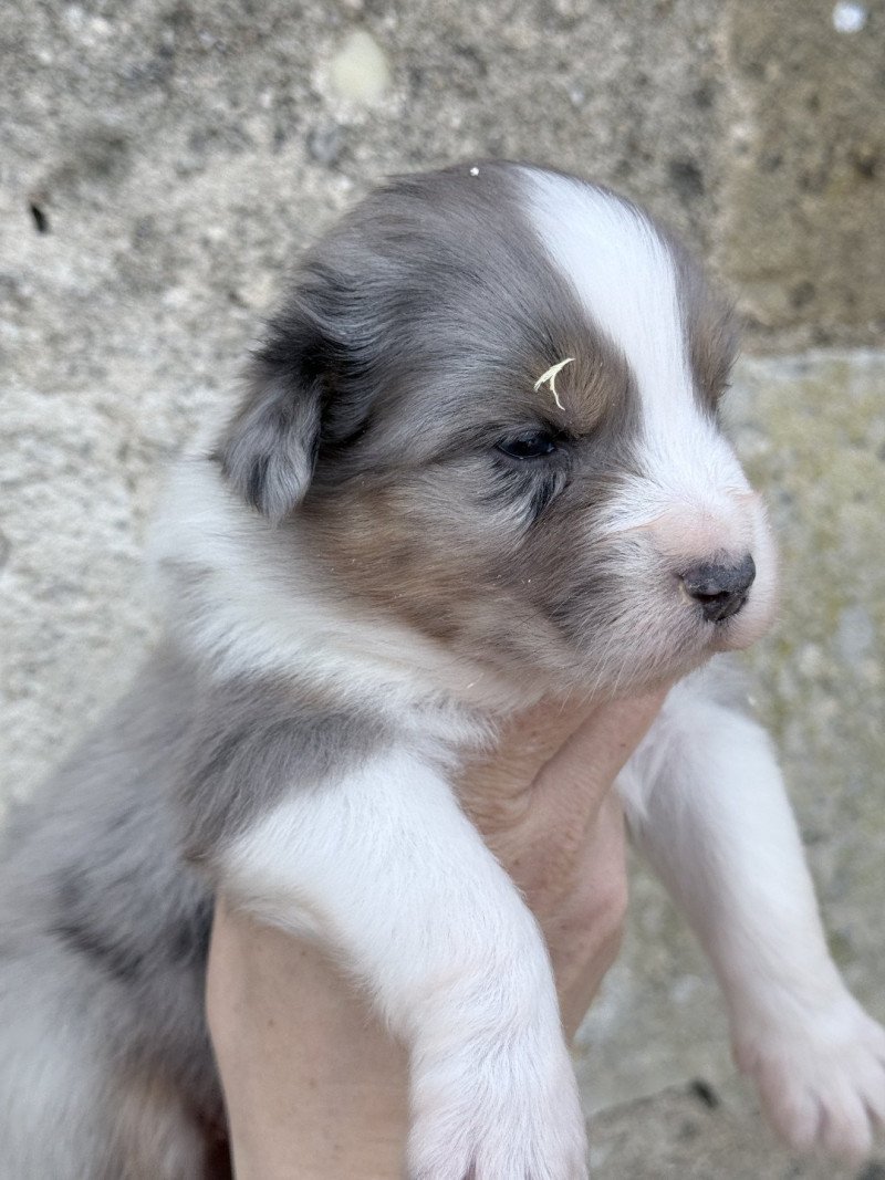 2e chiot (Portée SWEETY ❤ POPO 2025) - Mâle Bleu merle Mâle Berger australien