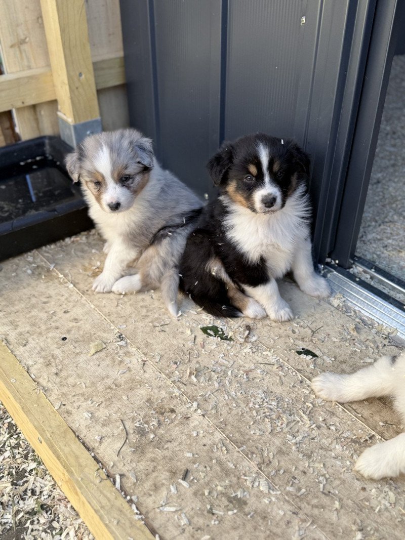 Aston Mâle Berger australien