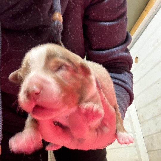 chiot Berger australien Rouge merle Berger australien des fauminards