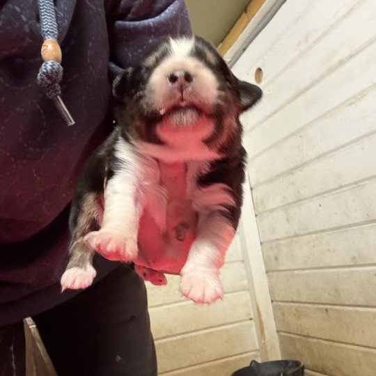 chiot Berger australien Noir tricolore Berger australien des fauminards