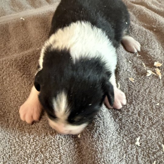 chiot Berger australien Noir tricolore Berger australien des fauminards