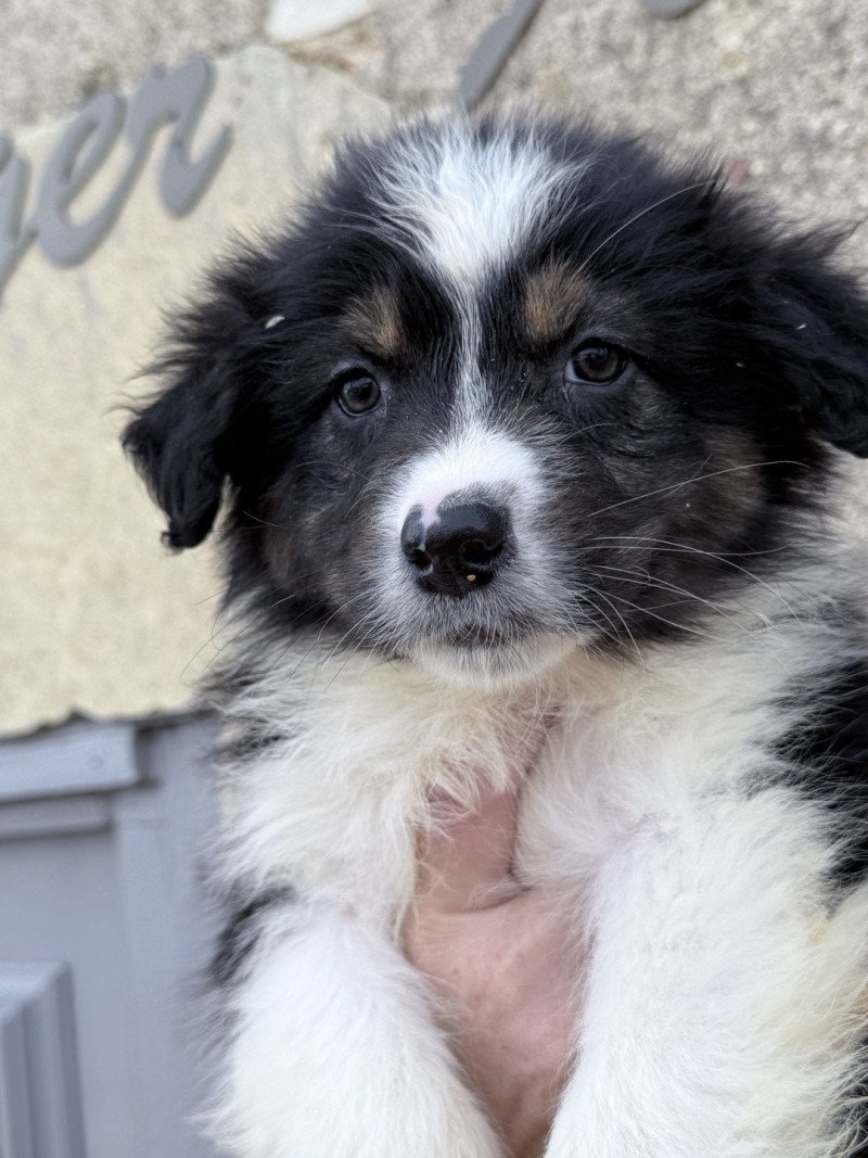 4e chiot (Portée SWEETY ❤ POPO 2025) - Mâle Noir tricolore Mâle Berger australien