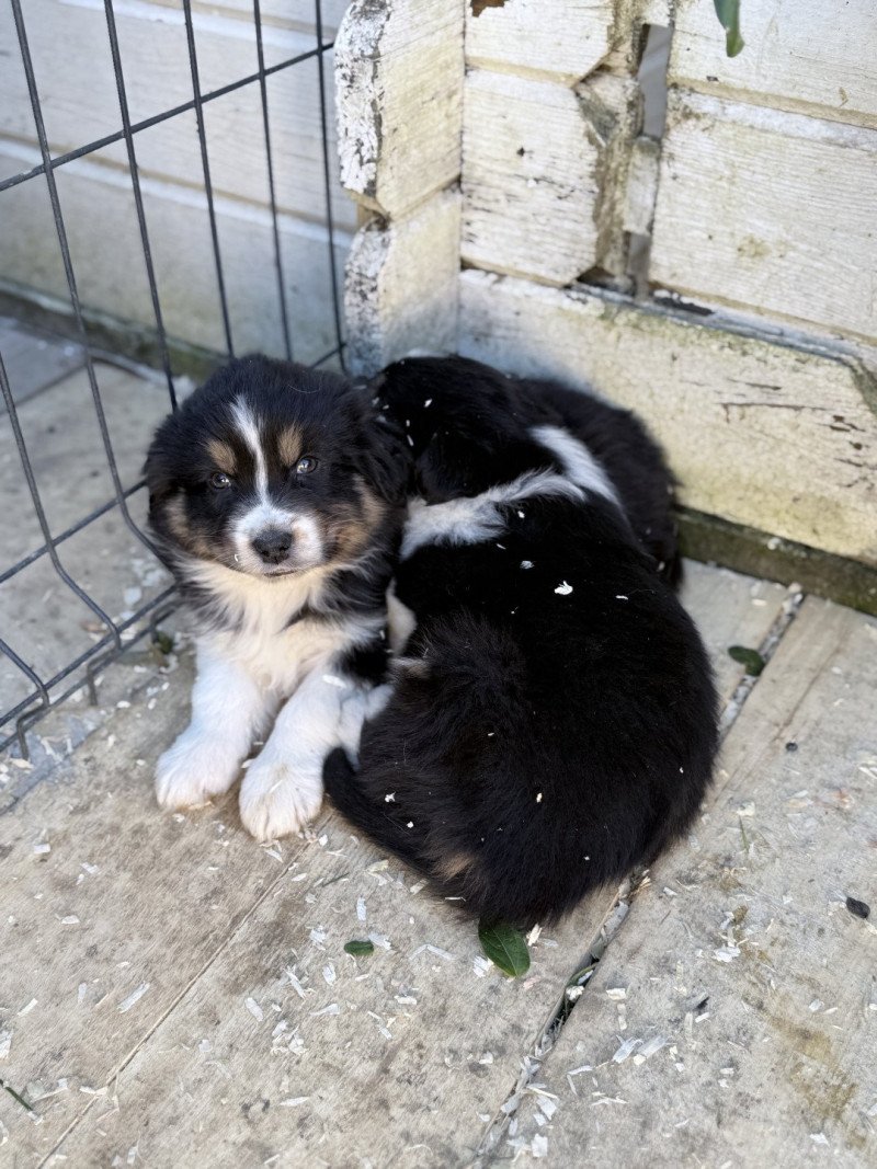 Appy Mâle Berger australien