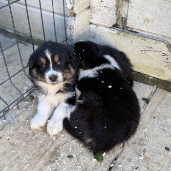 chiot Berger australien Noir tricolore Berger australien des fauminards
