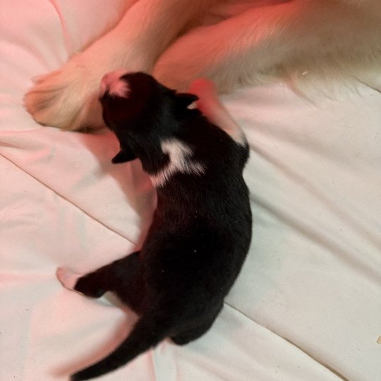chiot Berger australien Noir tricolore Berger australien des fauminards
